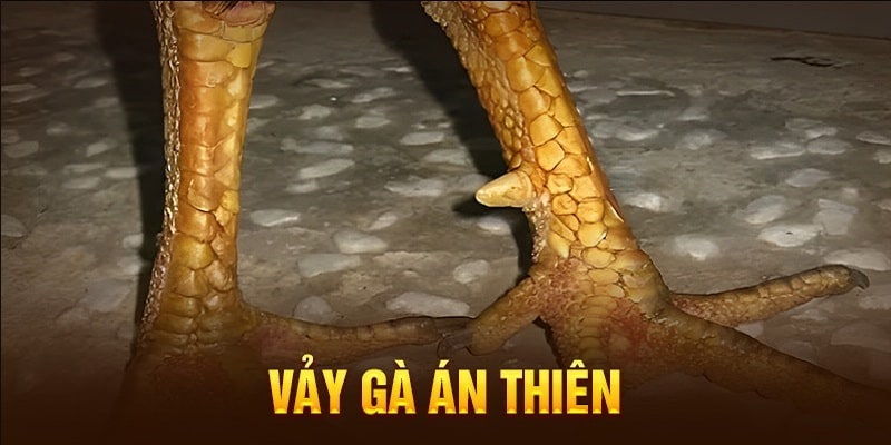 dac-diem-ngoai-hinh-dem-ve-hieu-qua-cua-vay-ga-an-thien