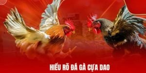 truc-tiep-da-ga-dao-luat