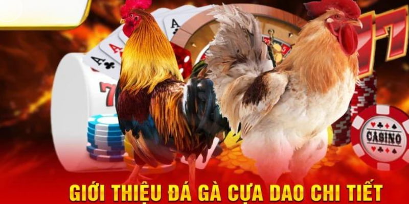 truc-tiep-da-ga-dao-tong-quan