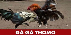 uu-diem-cua-choi-ga-thomo