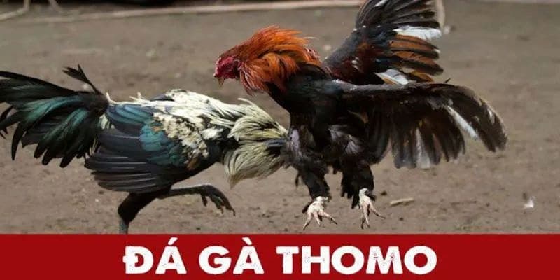 uu-diem-cua-choi-ga-thomo