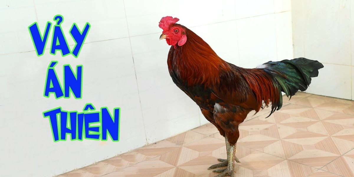 vay-ga-an-thien-dac-diem-ngoai-hinh-doc-dao-noi-bat